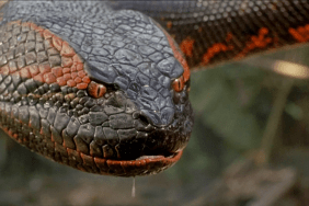 Anaconda Release Date Set for Jack Black & Paul Rudd’s Meta Reboot